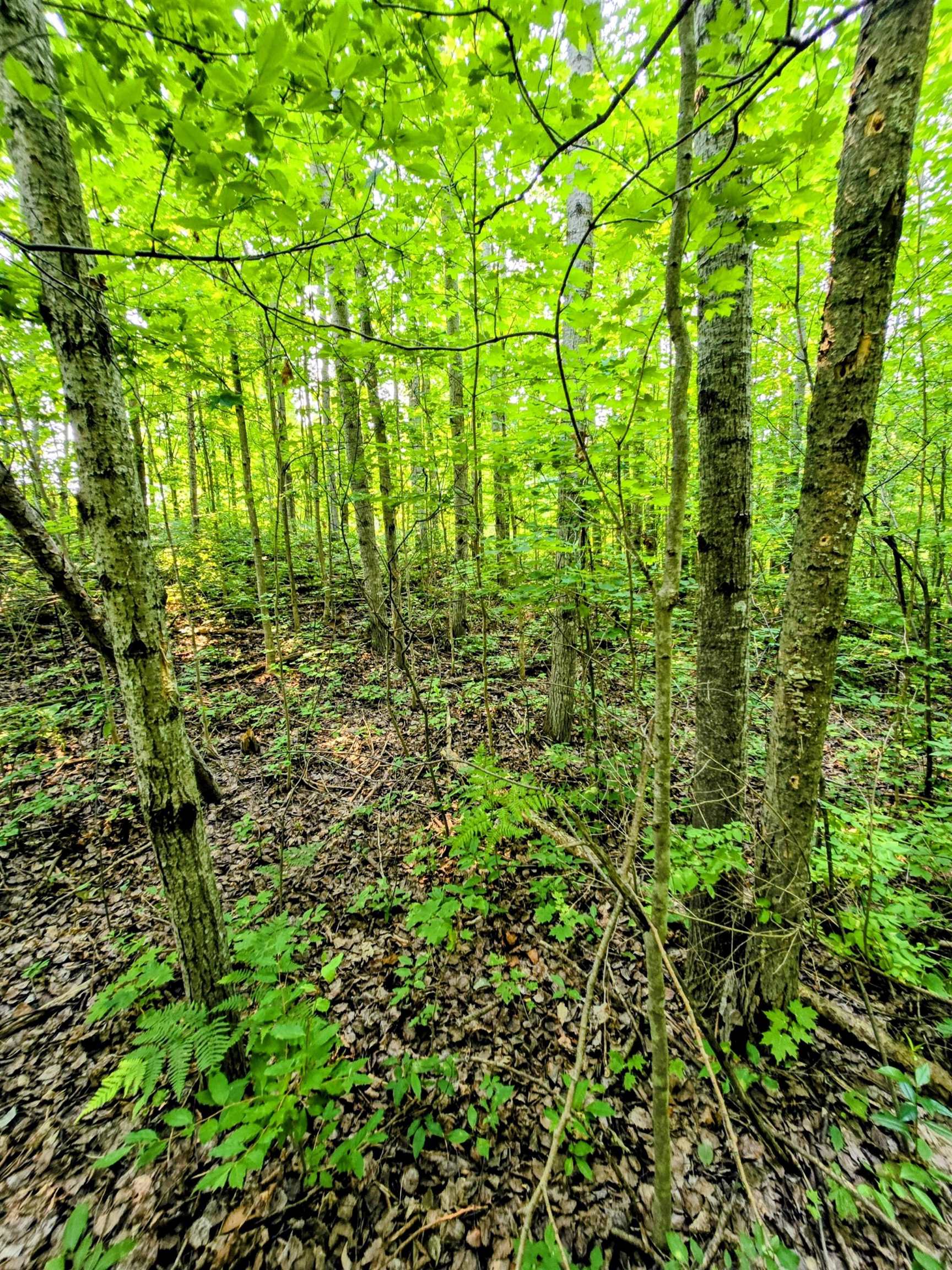0 North 9 Road Mesick, MI 49668 - Photo 9 of 18