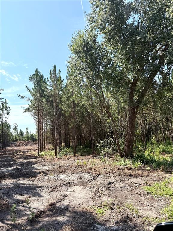 Arnold Rhoden Road Glen St. Mary, FL 32040 - Photo 4 of 4
