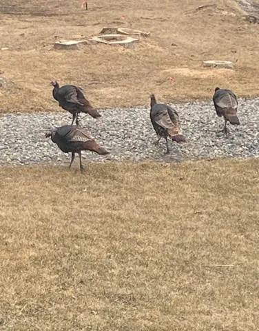 $425,000 | 25388 County Road 523, Effie, MN 56639