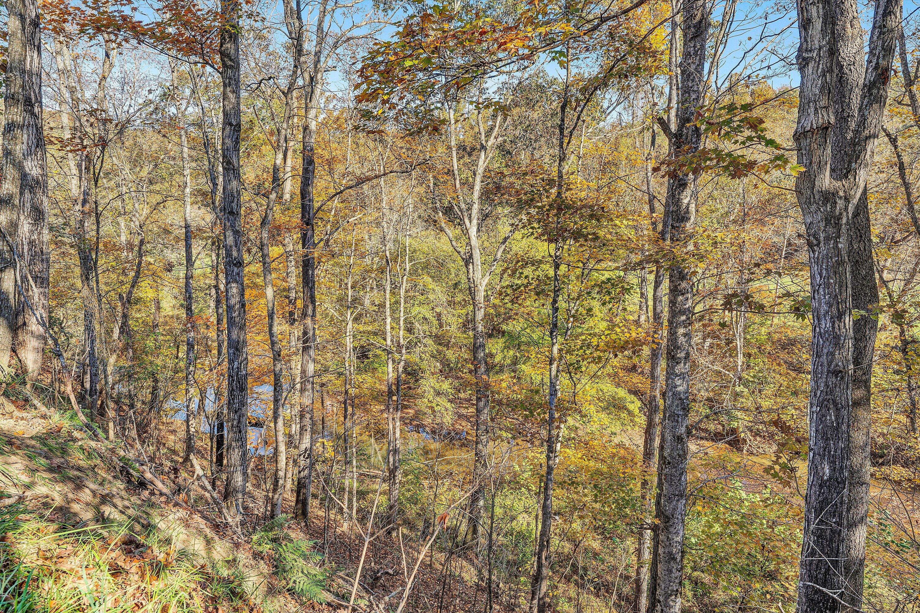 304 Broken Arrow Lane Covington, VA 24426 - Photo 46 of 46 a close up of a plant