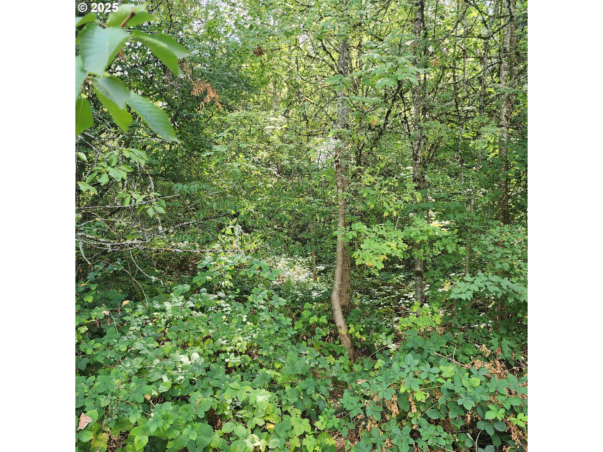 7455 Southwest 195th Avenue Beaverton, OR 97007 - Photo 13 of 21 a view of a forest with a plant