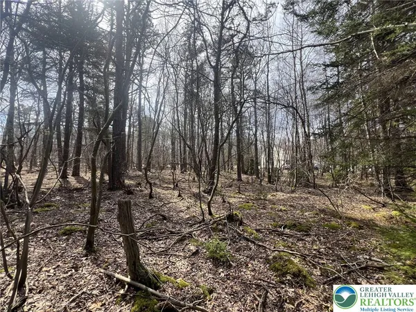 a view of a forest filled with trees