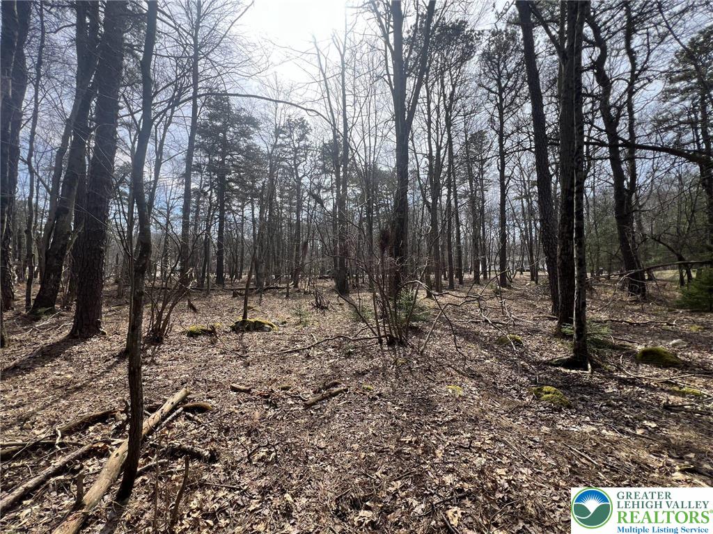 826 Laurel Road Mount Pocono, PA 18344 - Photo 8 of 13 a view of a forest filled with trees