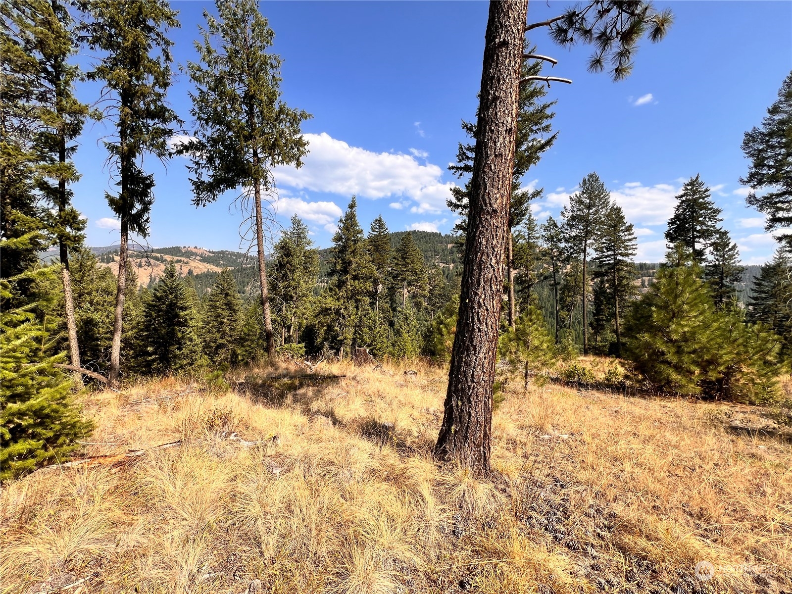 -tbd Little Goosmus Road Curlew, WA 99118 - Photo 1 of 26 Gallery Image 1
