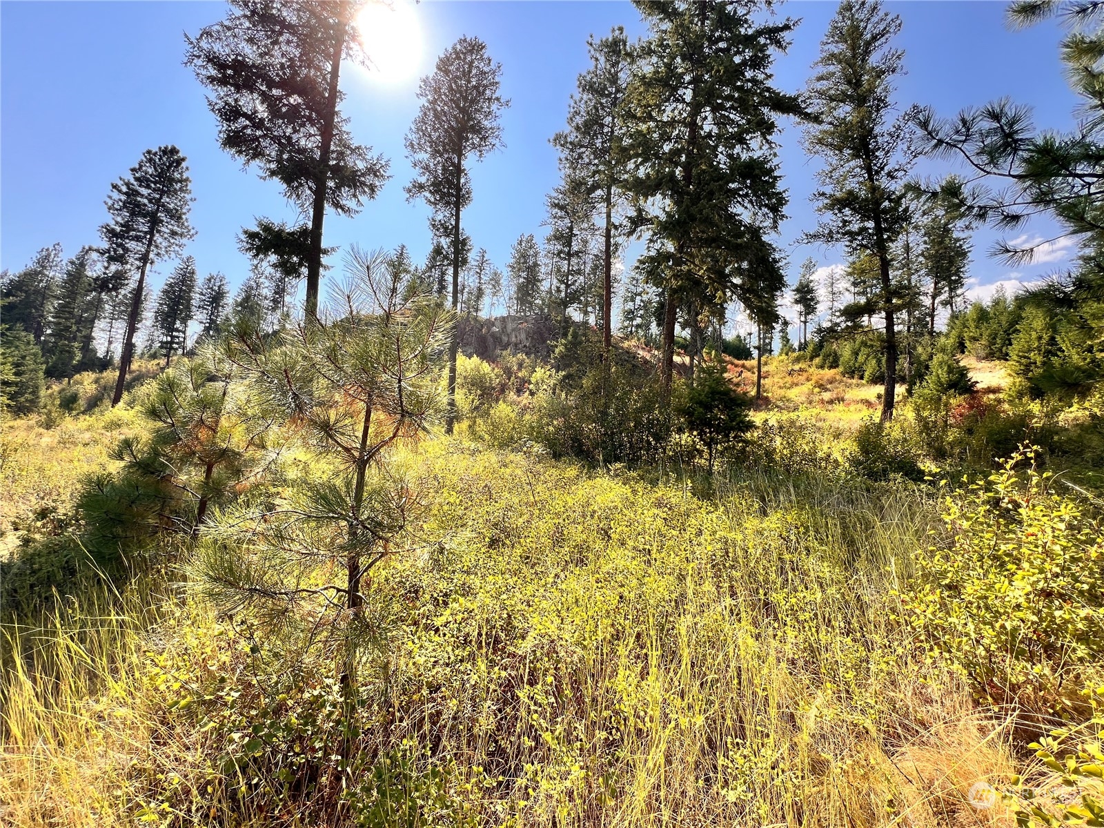 -tbd Little Goosmus Road Curlew, WA 99118 - Photo 18 of 26 Gallery Image 18