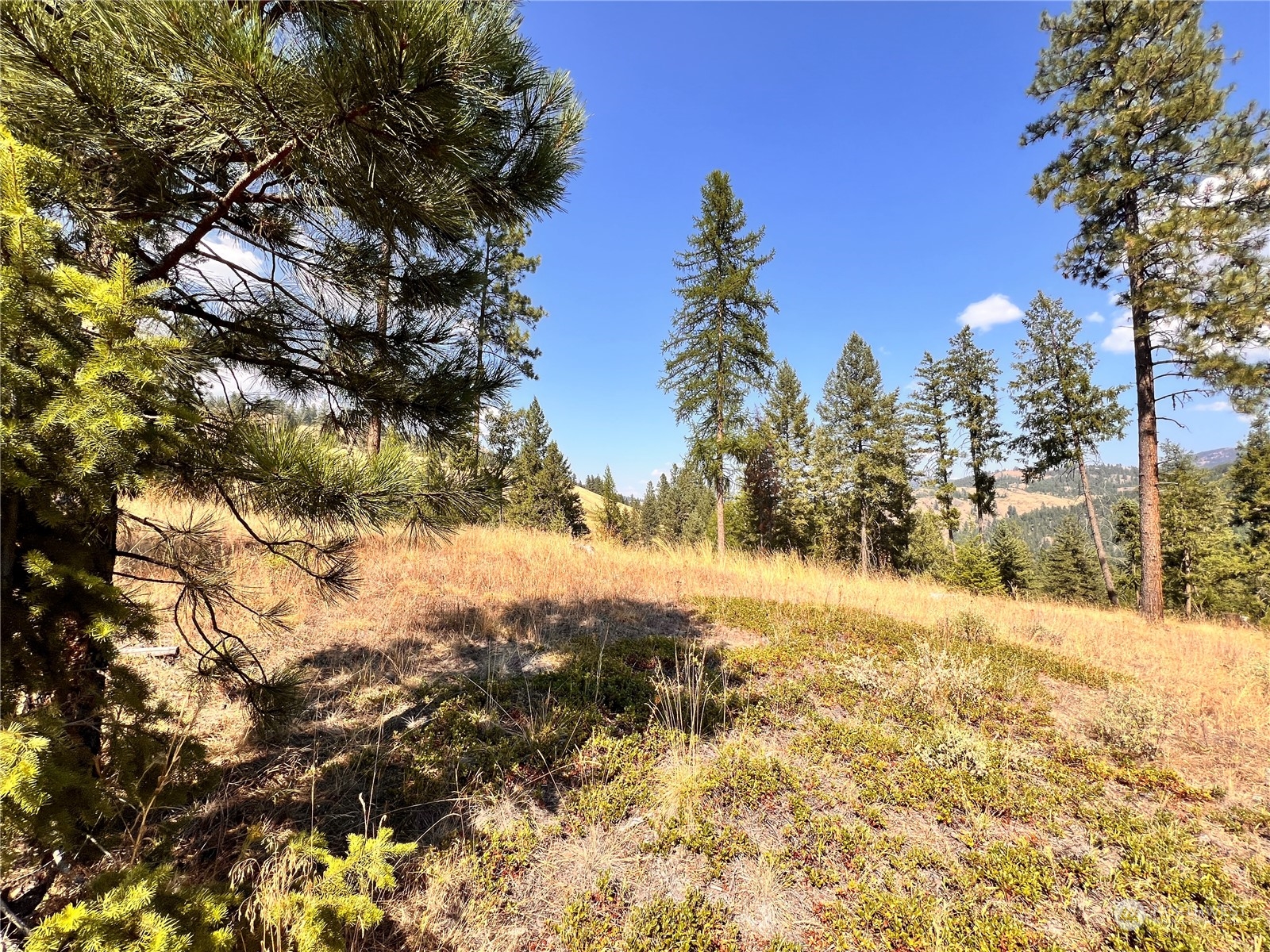-tbd Little Goosmus Road Curlew, WA 99118 - Photo 20 of 26 Gallery Image 20