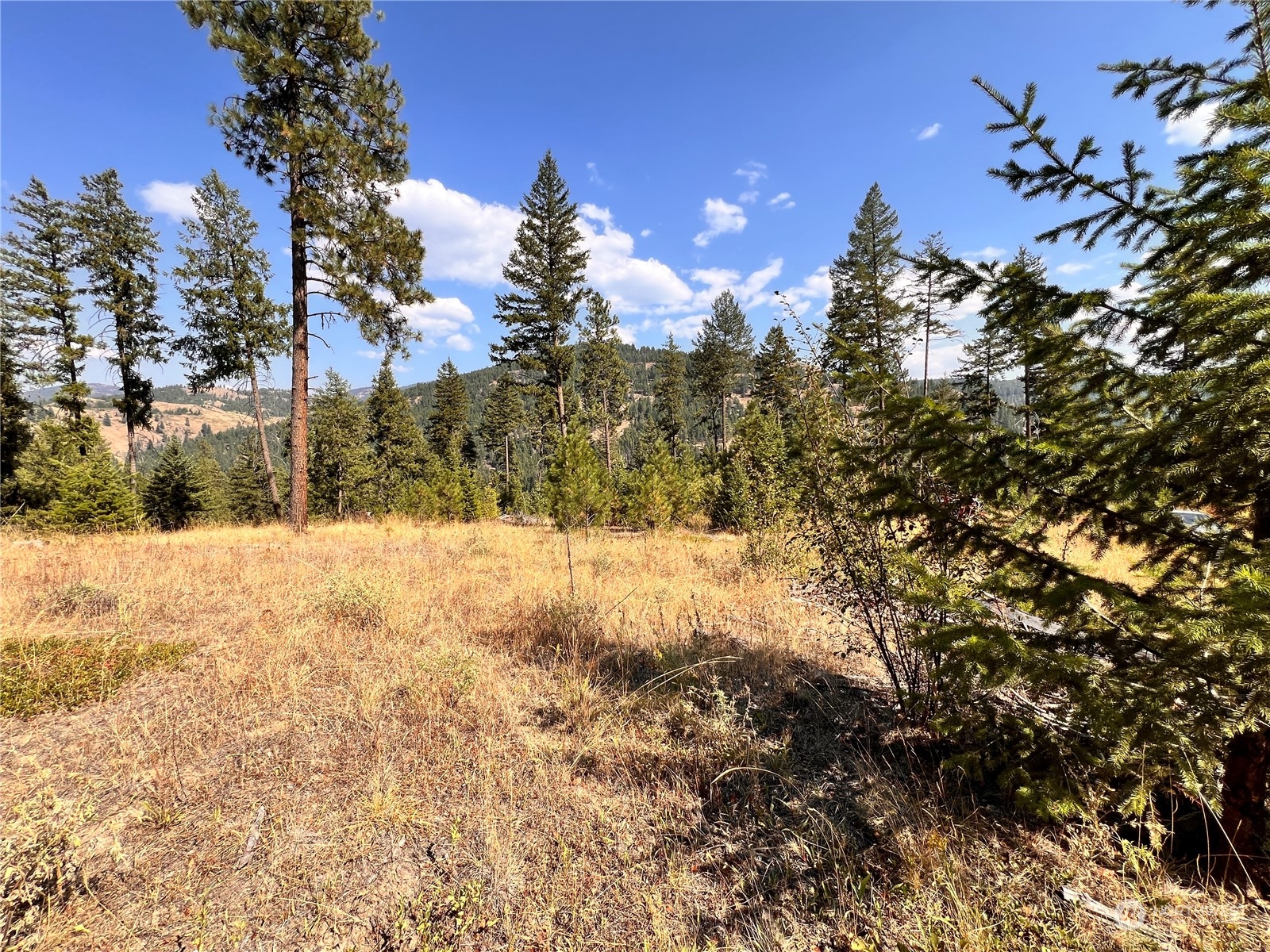 -tbd Little Goosmus Road Curlew, WA 99118 - Photo 21 of 26 Gallery Image 21