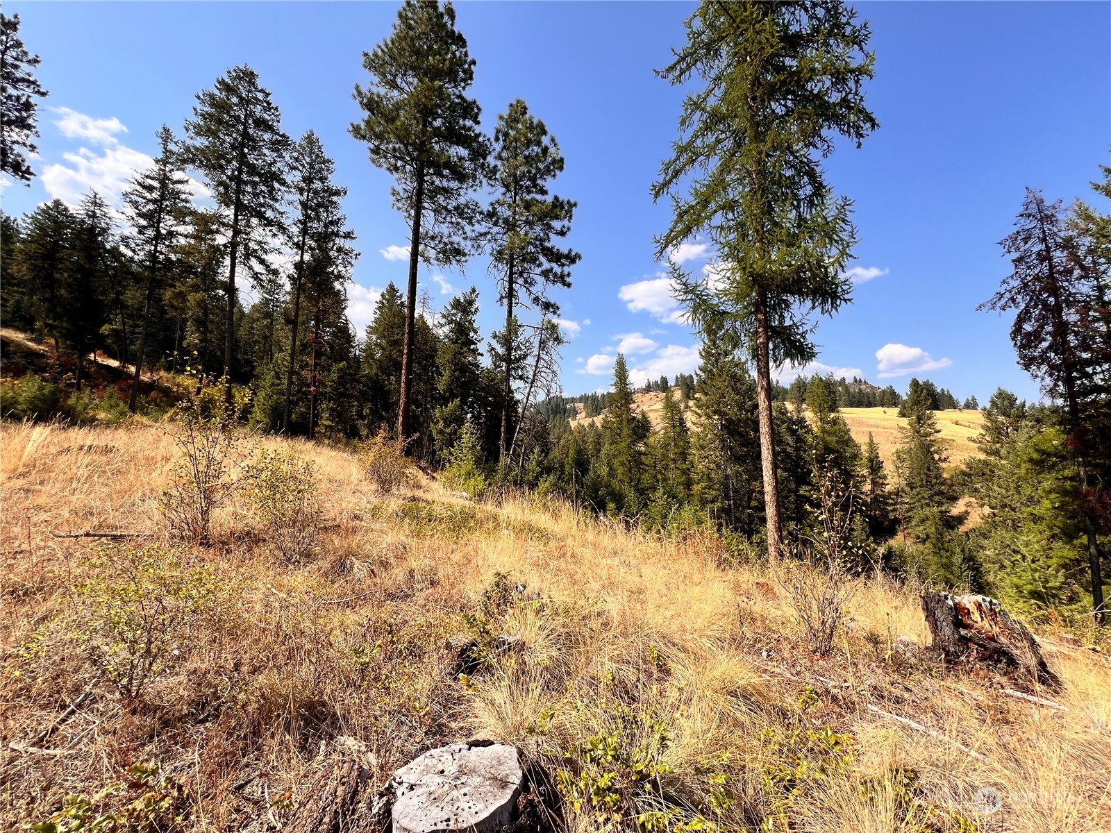 -tbd Little Goosmus Road Curlew, WA 99118 - Photo 22 of 26 Gallery Image 22