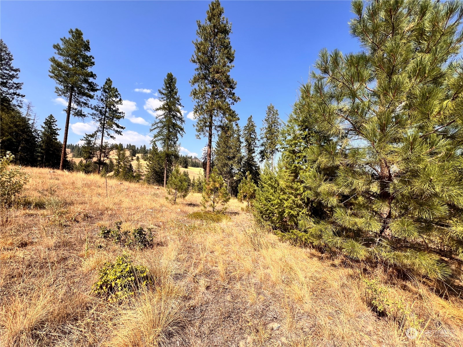 -tbd Little Goosmus Road Curlew, WA 99118 - Photo 3 of 26 Gallery Image 3