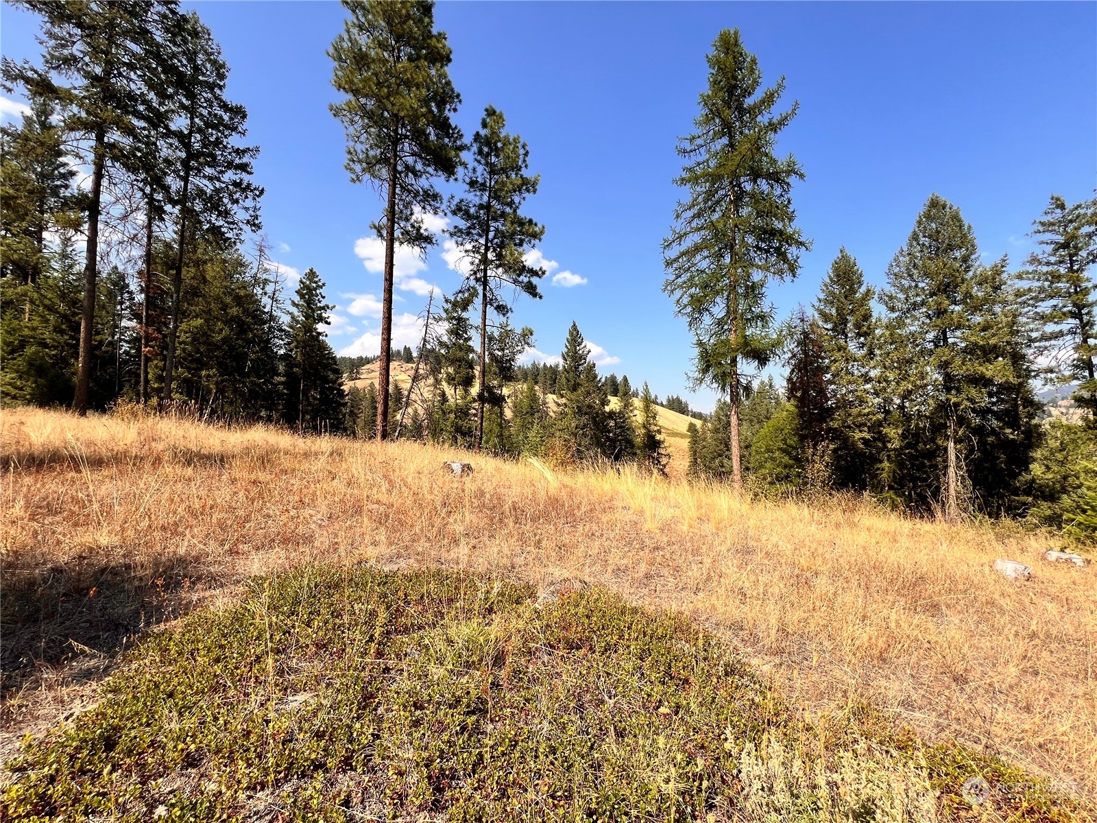 -tbd Little Goosmus Road Curlew, WA 99118 - Photo 4 of 26 Gallery Image 4