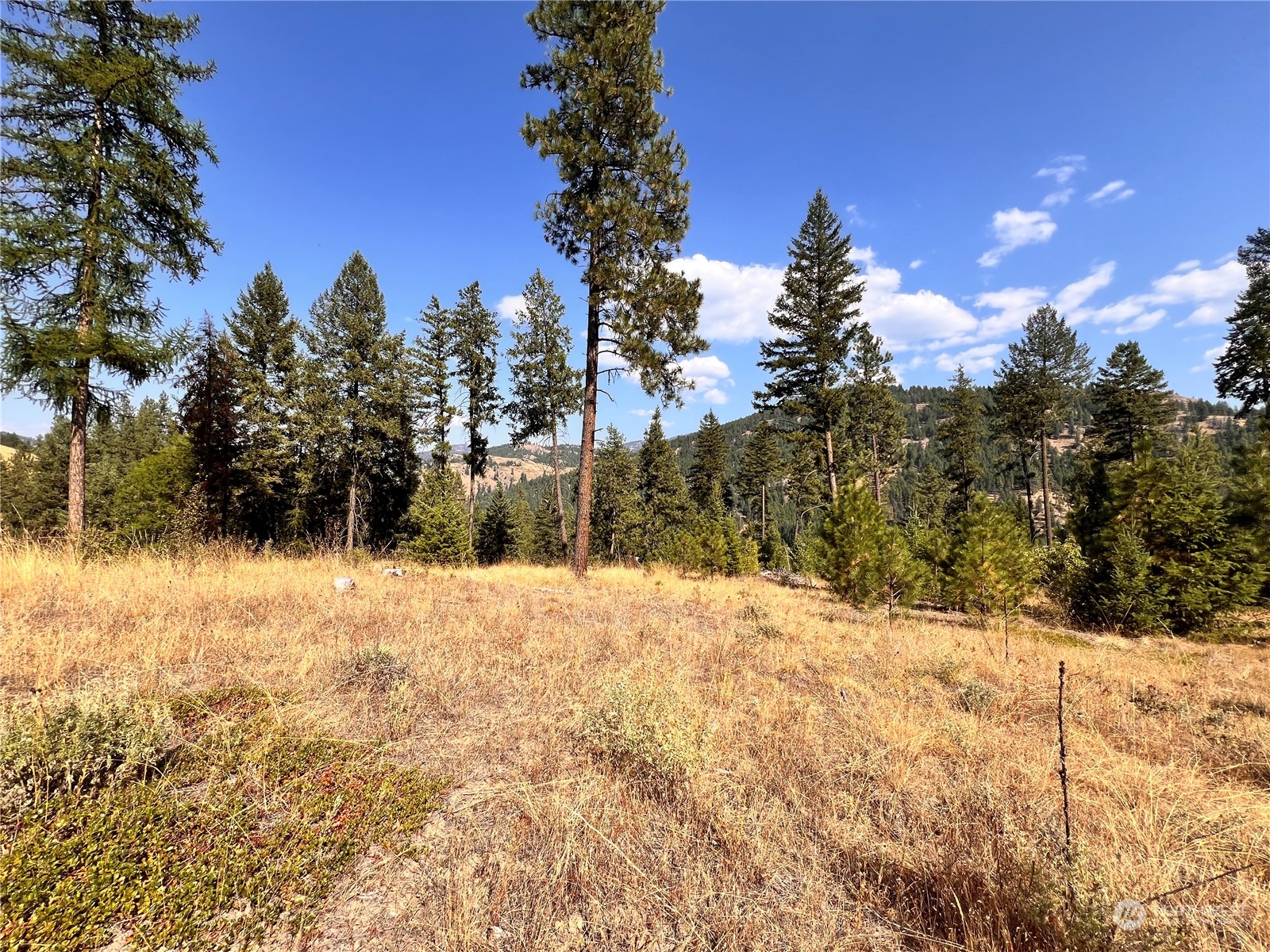 -tbd Little Goosmus Road Curlew, WA 99118 - Photo 5 of 26 Gallery Image 5