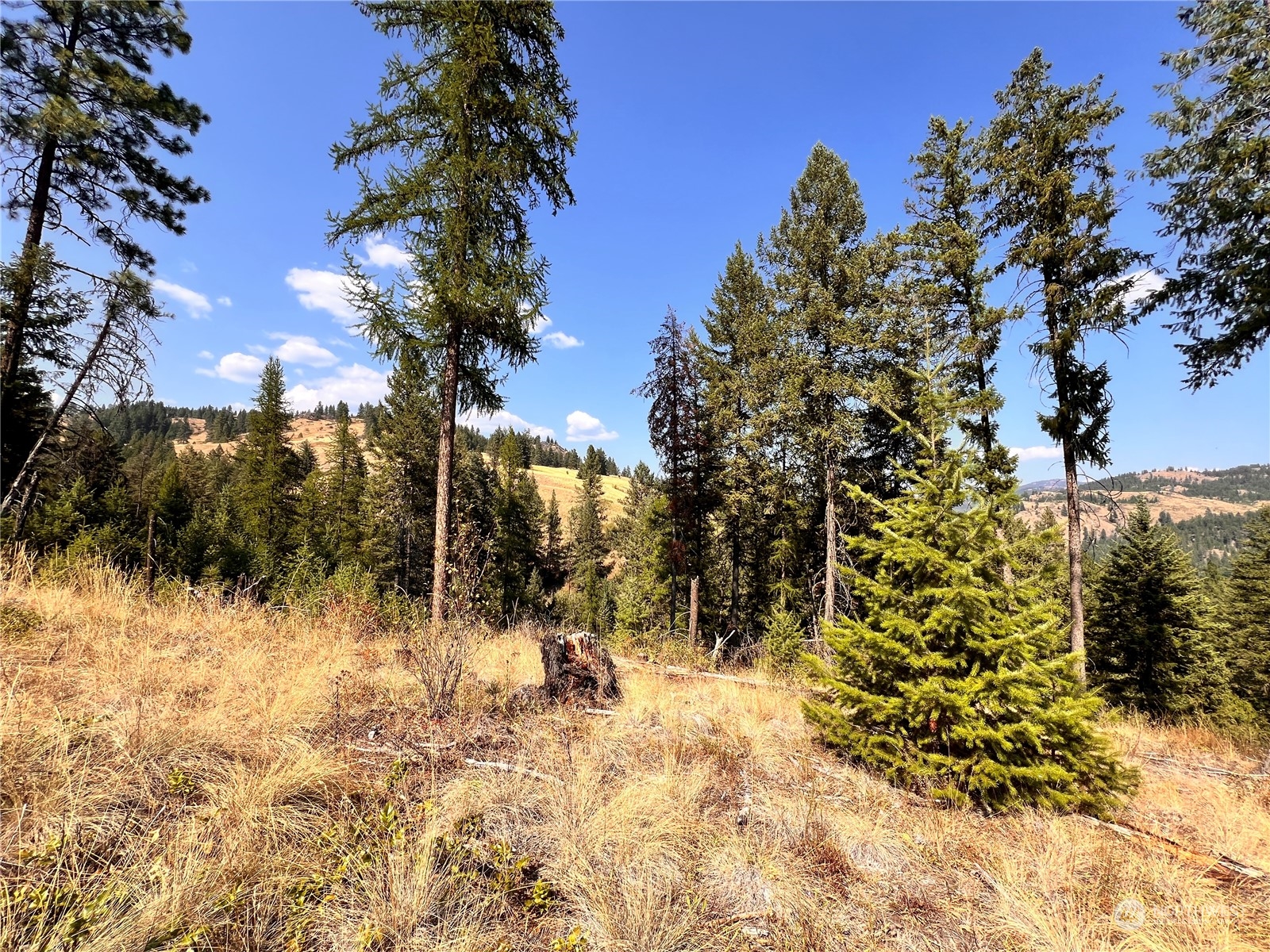-tbd Little Goosmus Road Curlew, WA 99118 - Photo 6 of 26 Gallery Image 6