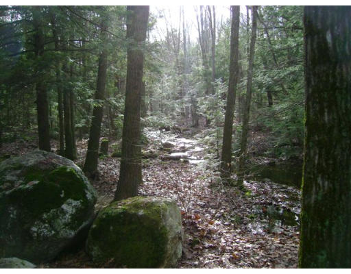 82 Wheeler Road Princeton, MA 01541 - Photo 25 of 25 a view of a forest that has large trees