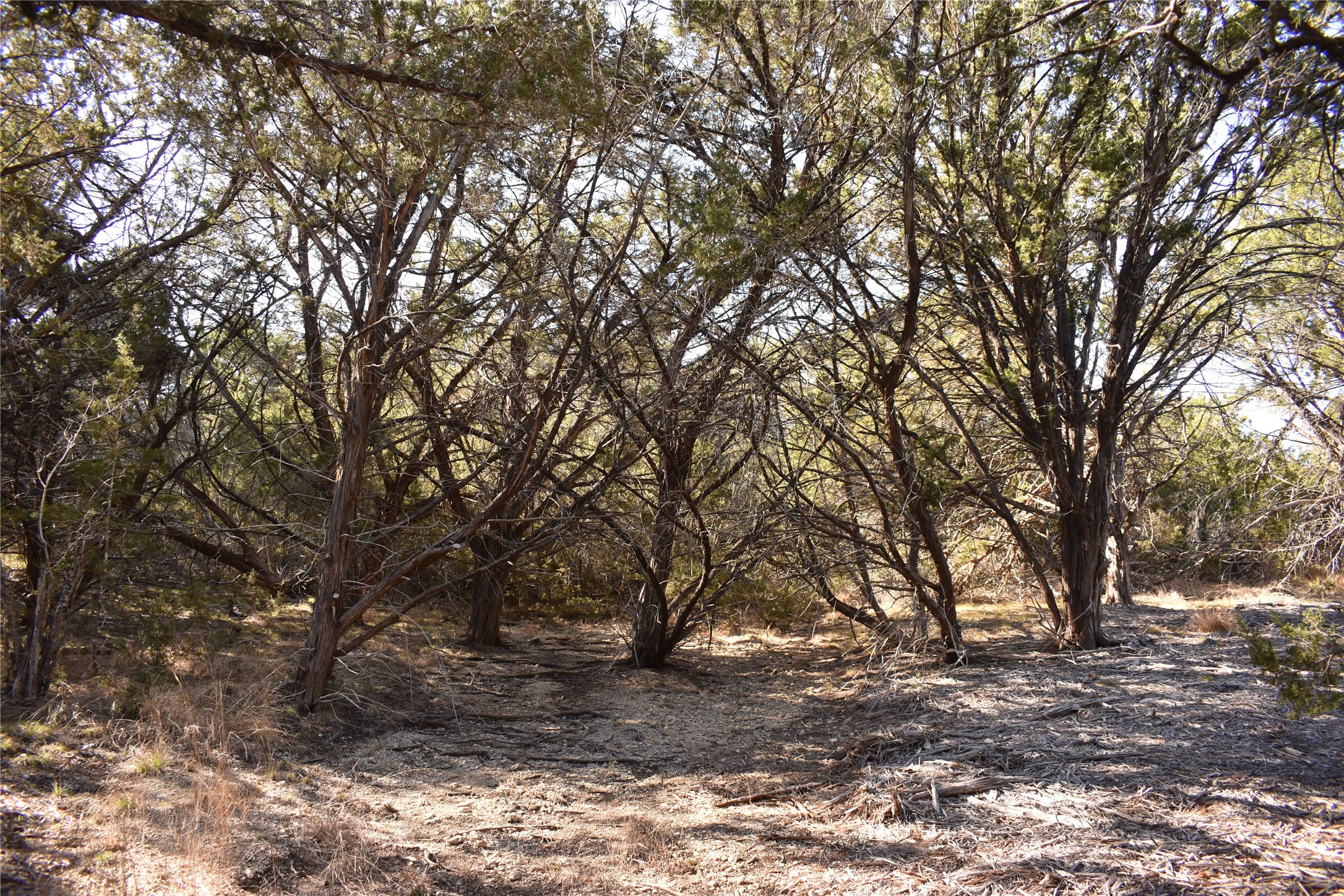 Lot 35 Riparian Elm Road Bertram, TX 78605 - Photo 11 of 14 a backyard of a house with lots of trees