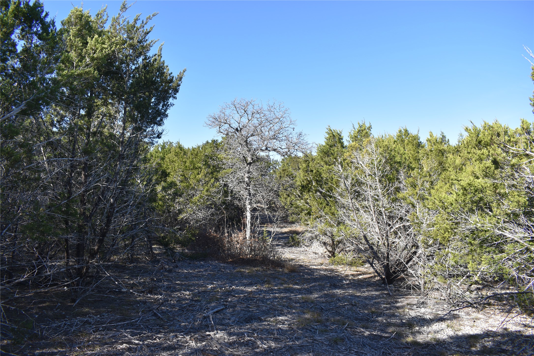 Lot 35 Riparian Elm Road Bertram, TX 78605 - Photo 12 of 14 a view of a forest with trees in the background