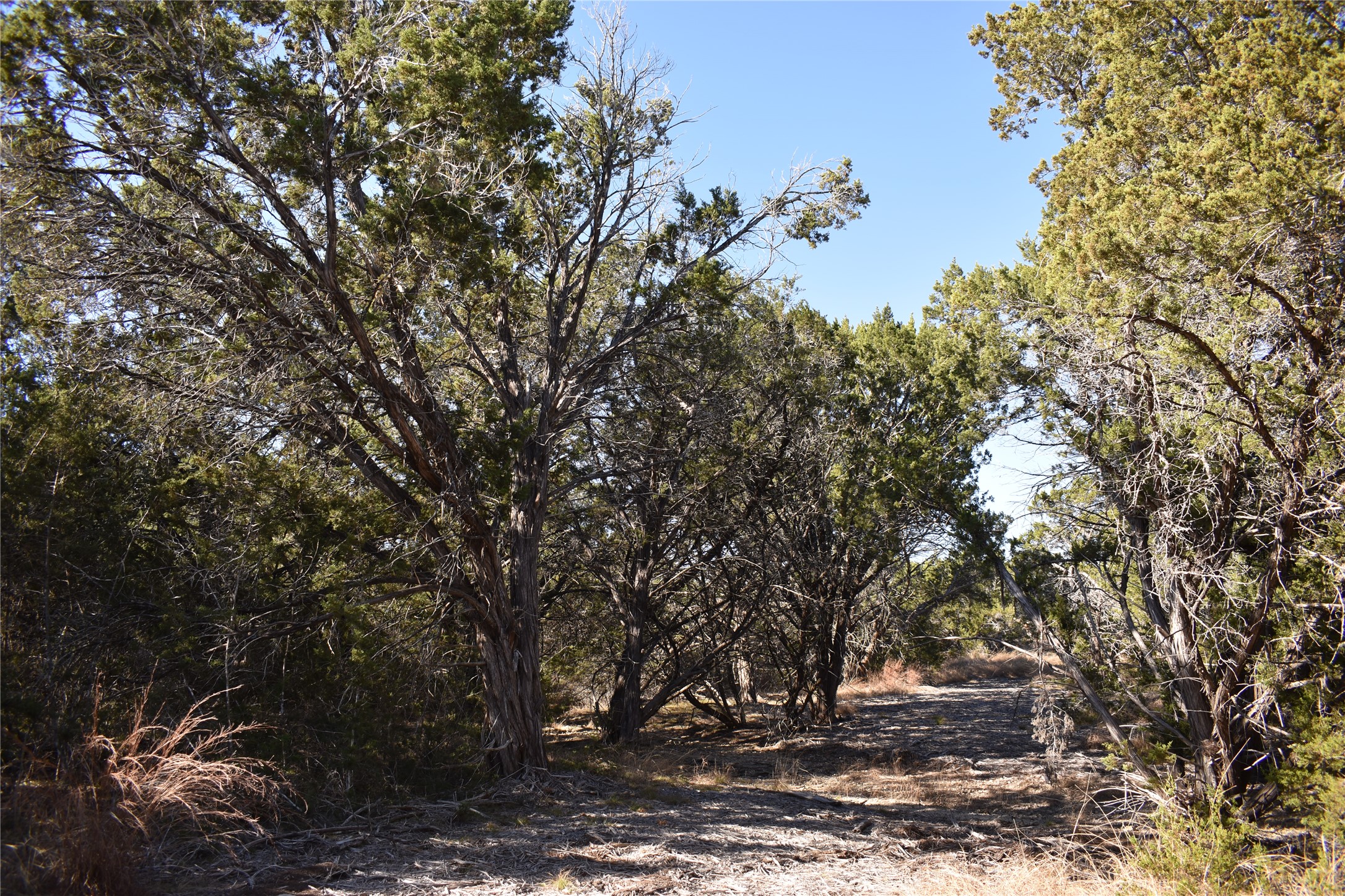 Lot 35 Riparian Elm Road Bertram, TX 78605 - Photo 13 of 14 a view of a backyard of the house
