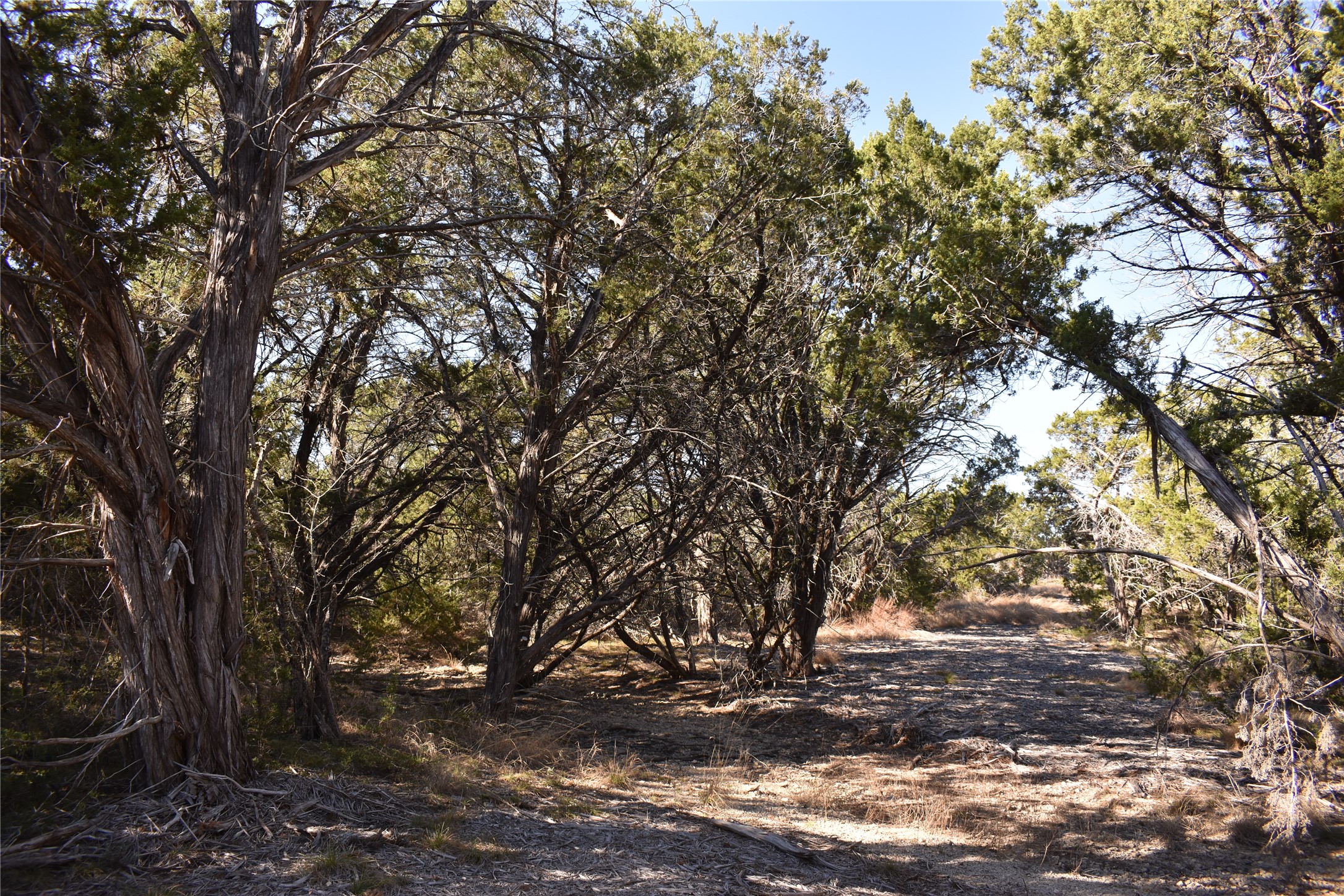 Lot 35 Riparian Elm Road Bertram, TX 78605 - Photo 14 of 14 a view of a yard with large trees