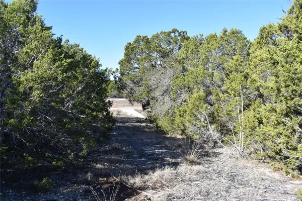 a view of a forest with trees in the background