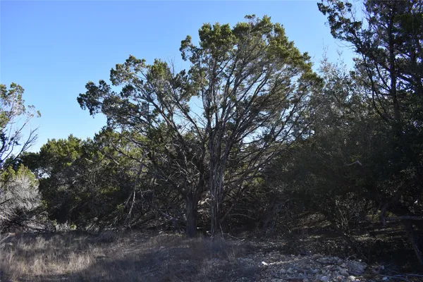 a view of a dry yard with trees