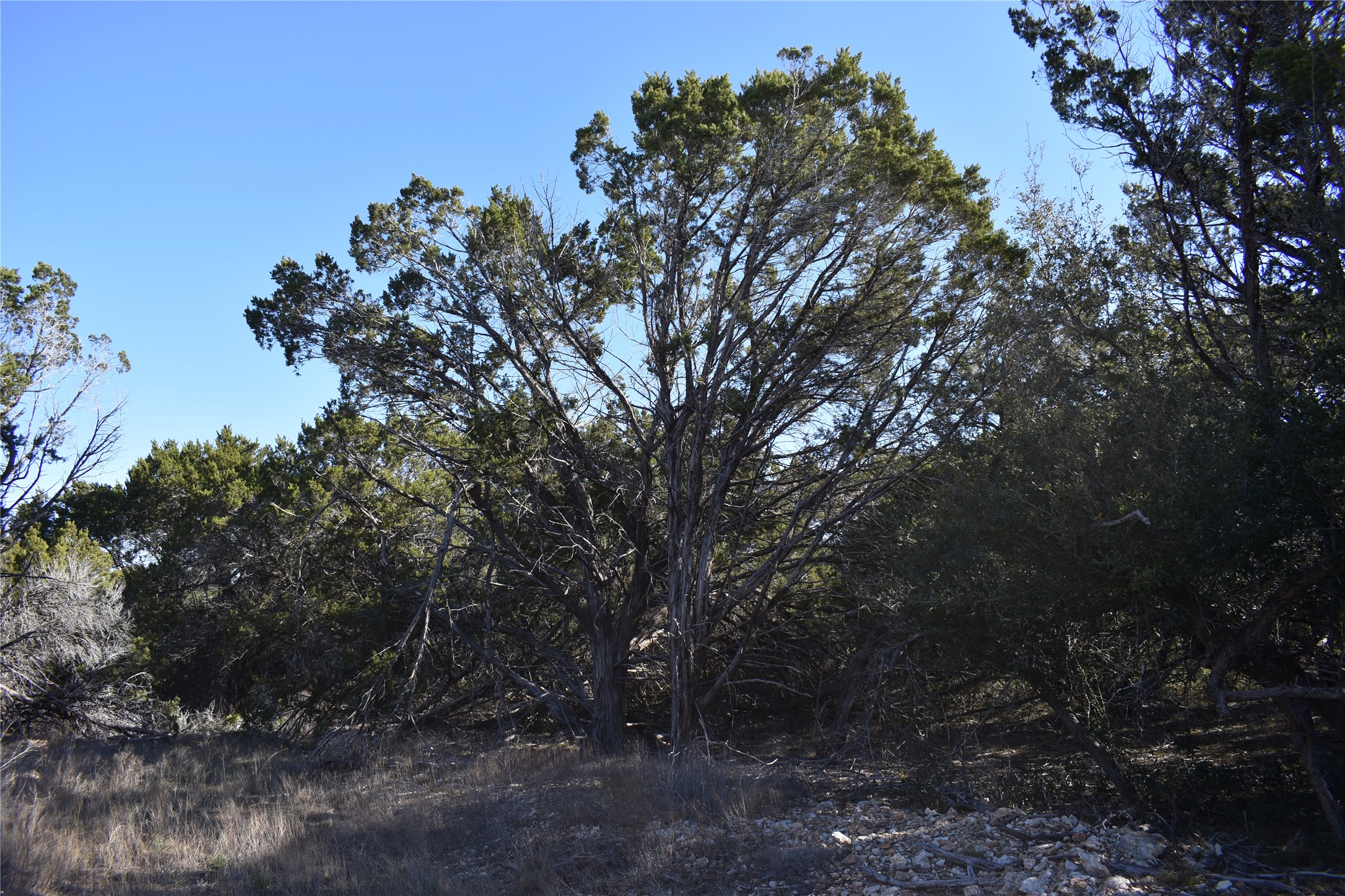 Lot 35 Riparian Elm Road Bertram, TX 78605 - Photo 5 of 14 a view of a forest with trees in the background