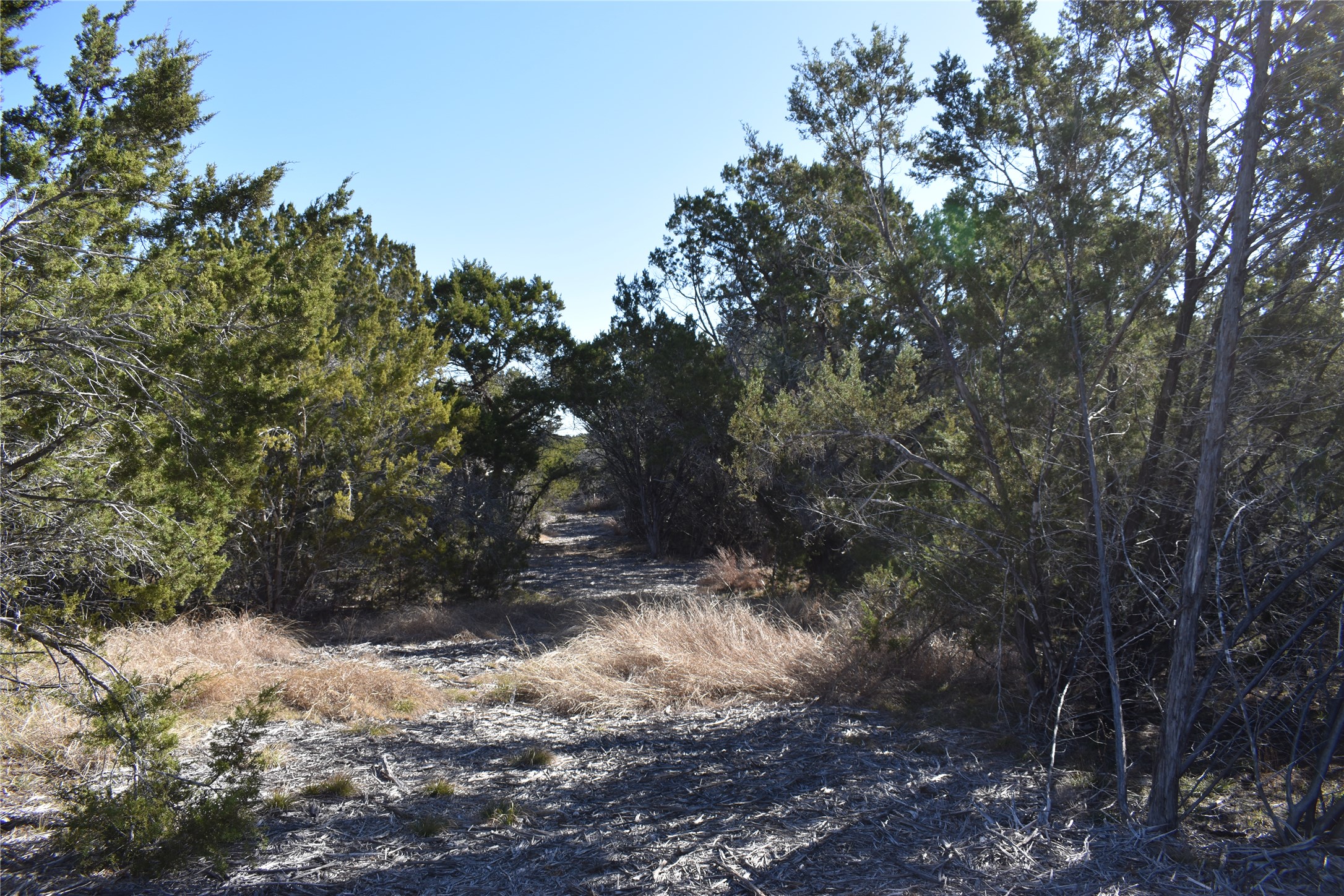 Lot 35 Riparian Elm Road Bertram, TX 78605 - Photo 7 of 14 a view of a dry yard with trees
