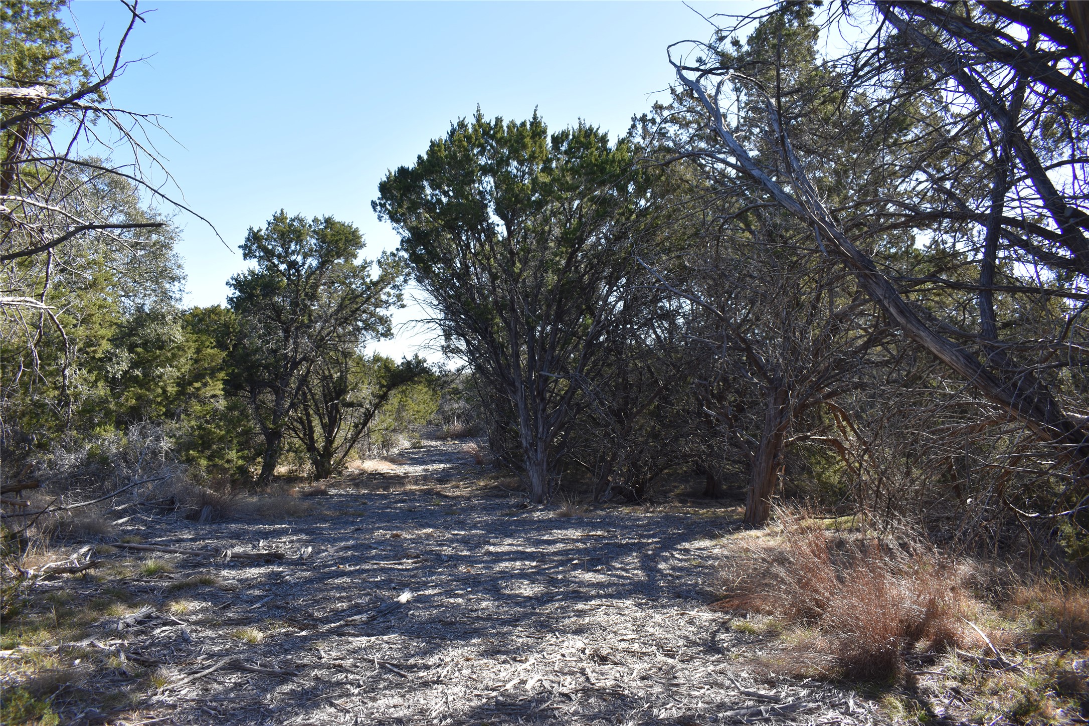 Lot 35 Riparian Elm Road Bertram, TX 78605 - Photo 8 of 14 a view of a tree in the middle of a yard