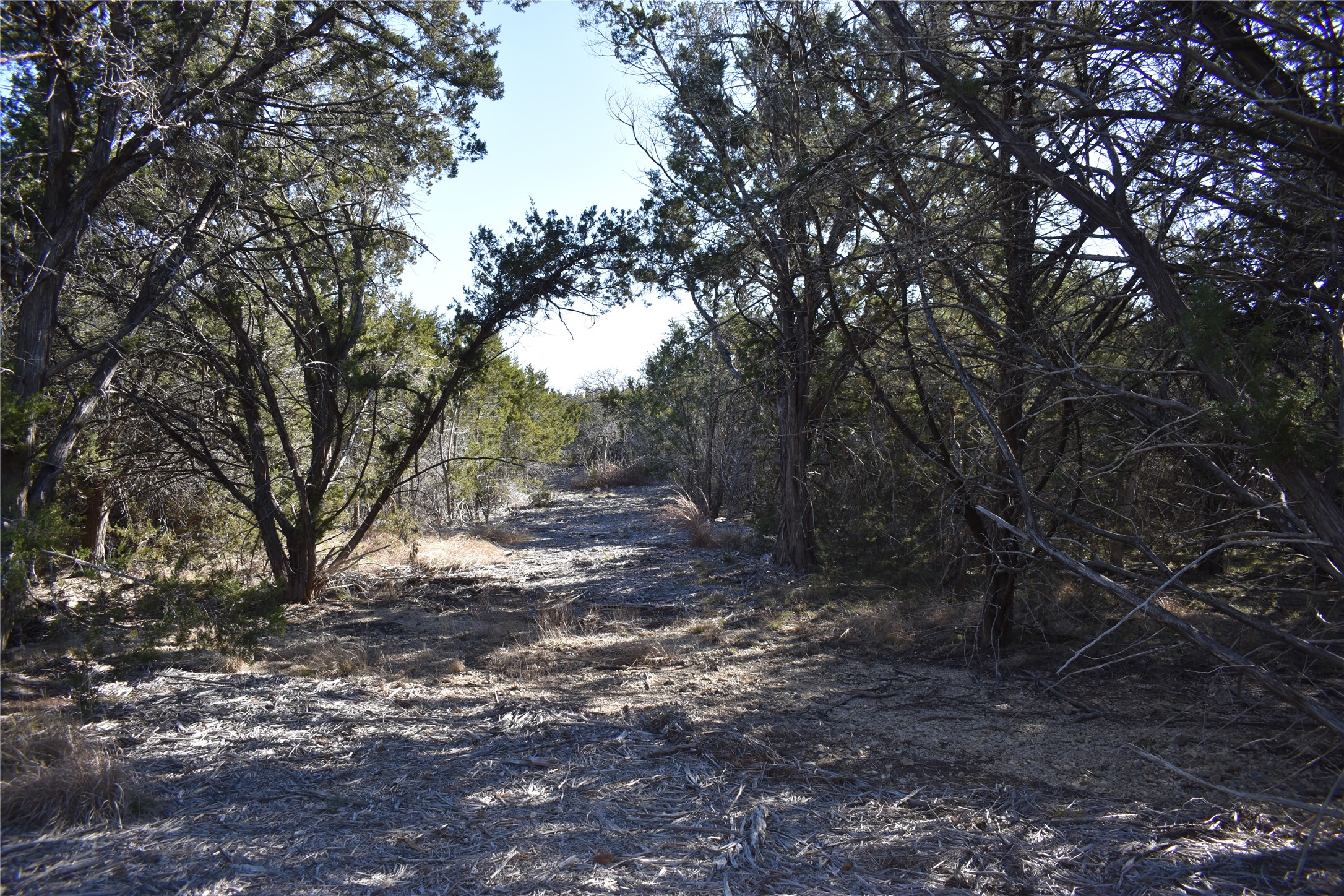 Lot 35 Riparian Elm Road Bertram, TX 78605 - Photo 10 of 14 a view of a forest with trees in the background