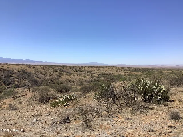 a view of a dry yard covered with trees