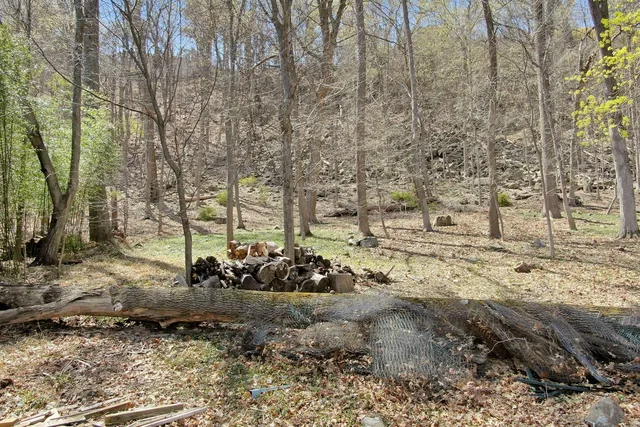 a view of a yard with plants and trees