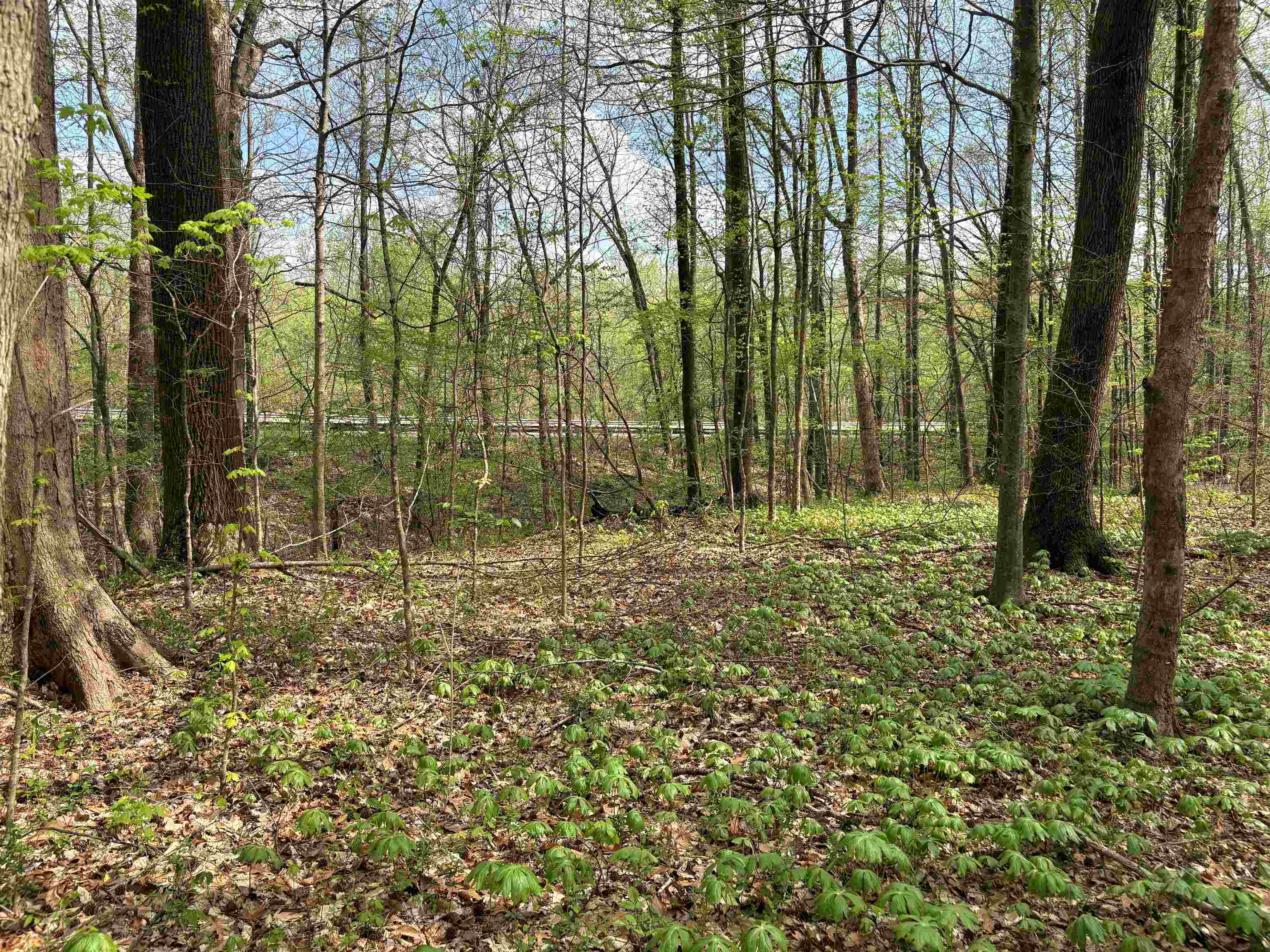 0 North Watkins Road Millington, TN 38053 - Photo 5 of 15 View of local wilderness featuring a view of trees