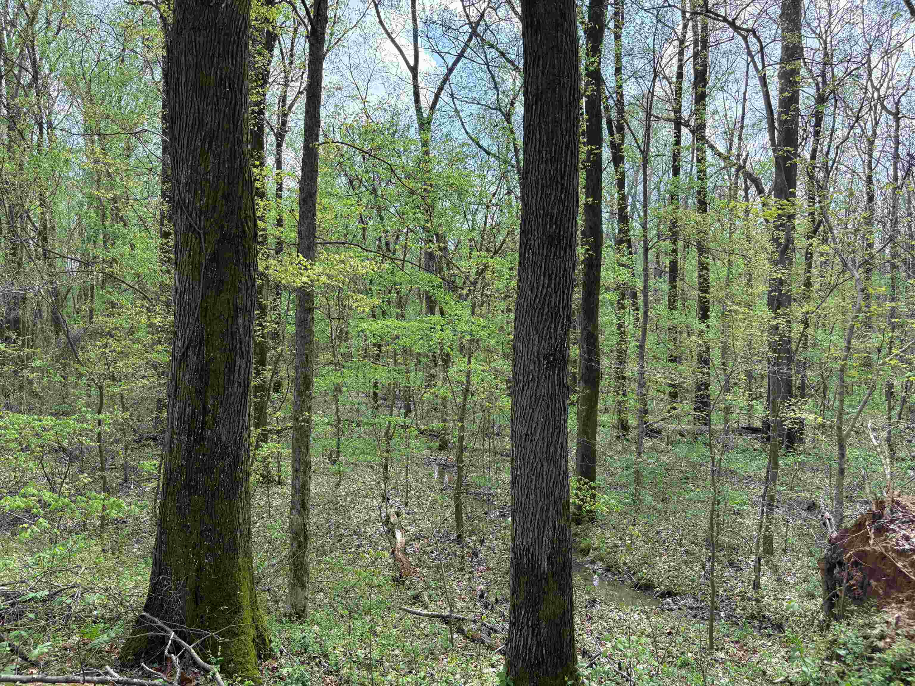 0 North Watkins Road Millington, TN 38053 - Photo 6 of 15 View of local wilderness with a view of trees