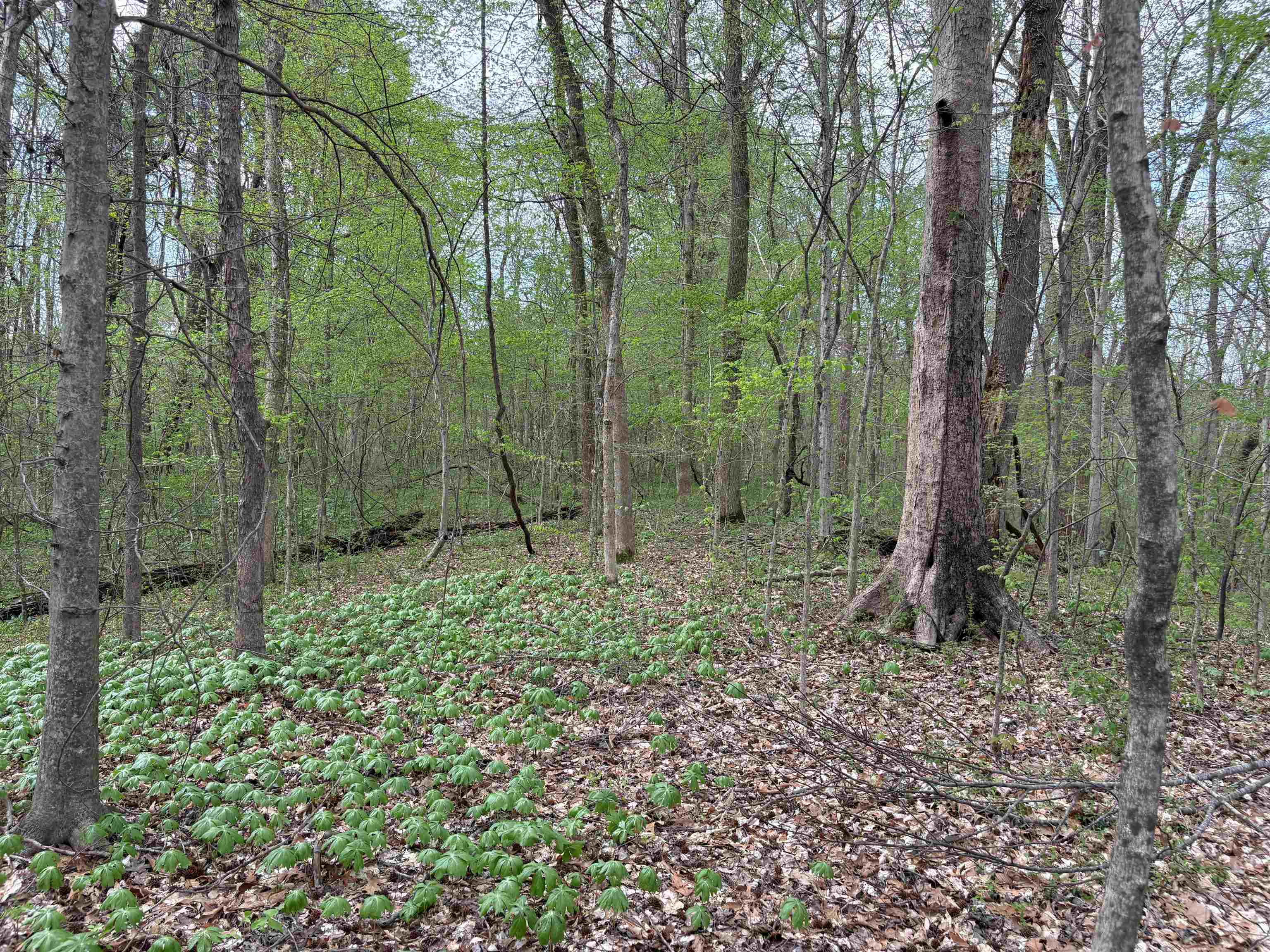 0 North Watkins Road Millington, TN 38053 - Photo 8 of 15 View of landscape featuring a forest view