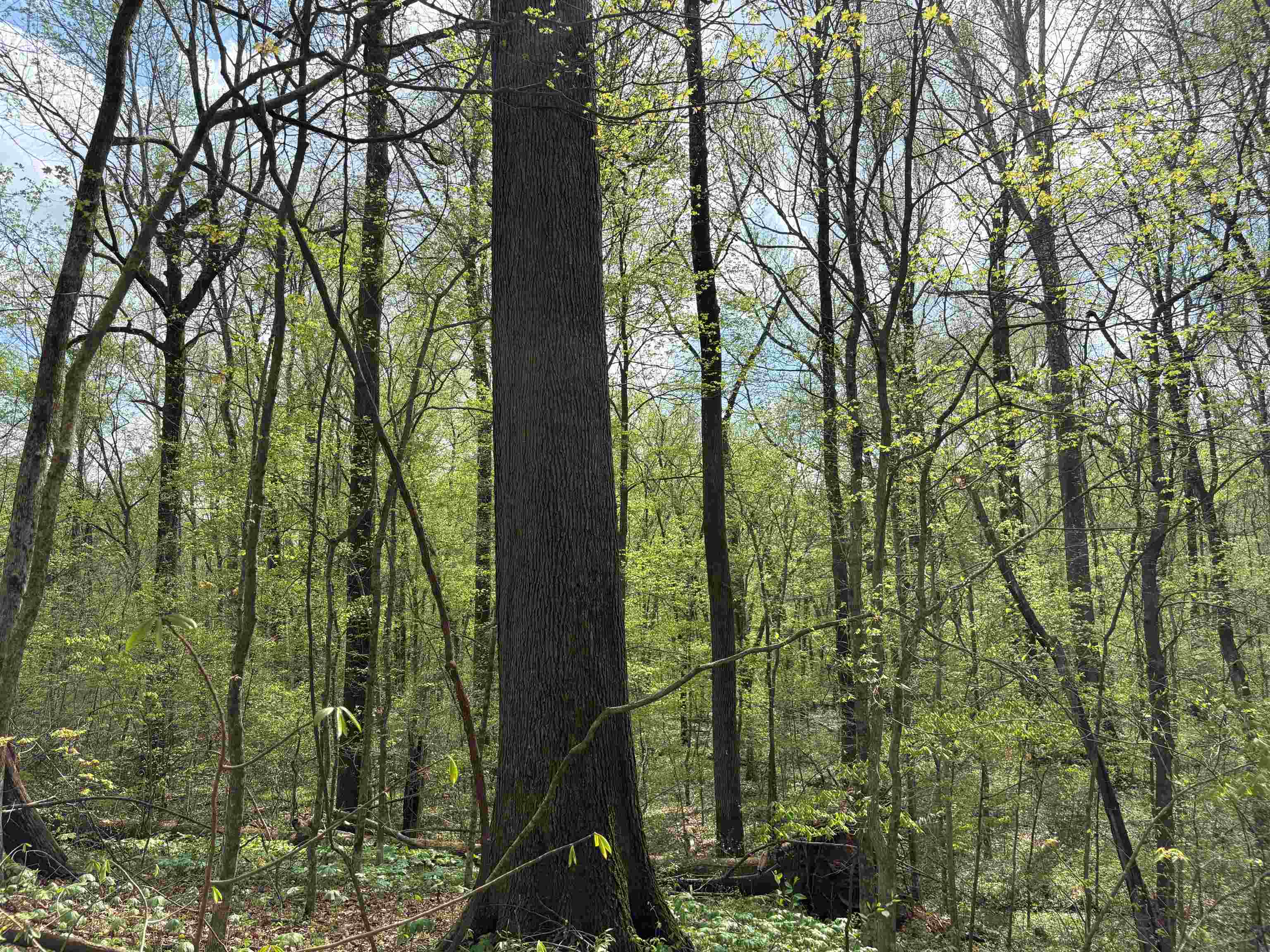 0 North Watkins Road Millington, TN 38053 - Photo 10 of 15 View of nature with a forest view