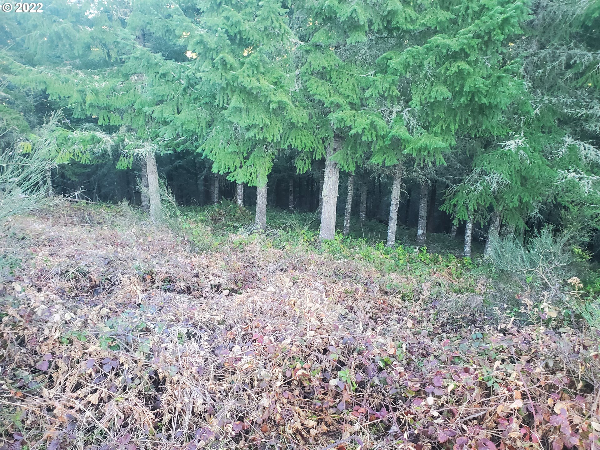 31752 Camas Swale Road Creswell, OR 97426 - Photo 13 of 17 Gallery Image 13