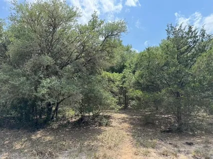a view of a forest with trees in the background
