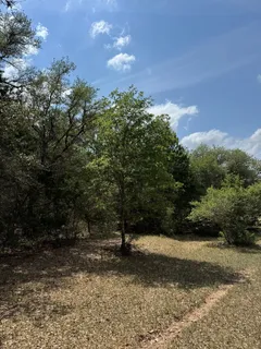 a view of a yard with a tree
