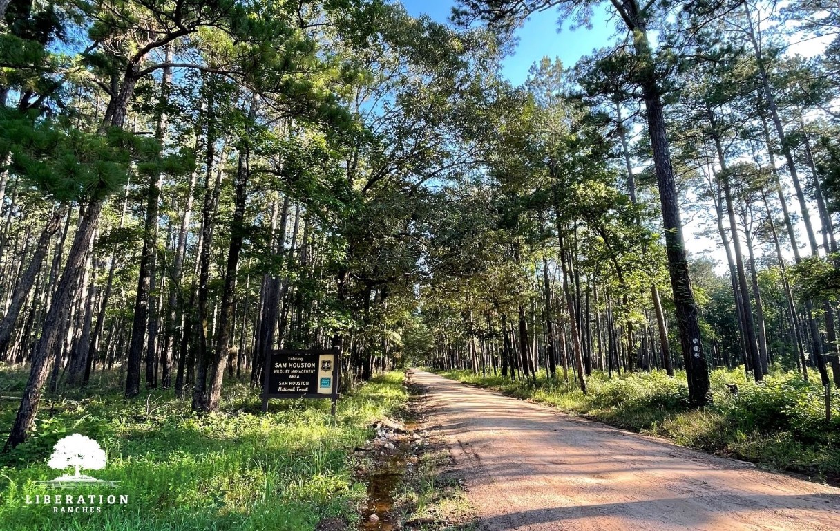 Tbd John Warren Road Coldspring, TX 77331 - Photo 16 of 16 a backyard of a house with lots of green space