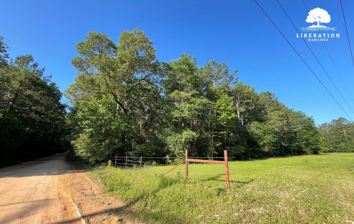 Tbd John Warren Road Coldspring, TX 77331 - Photo 6 of 16 a backyard of a house with lots of green space