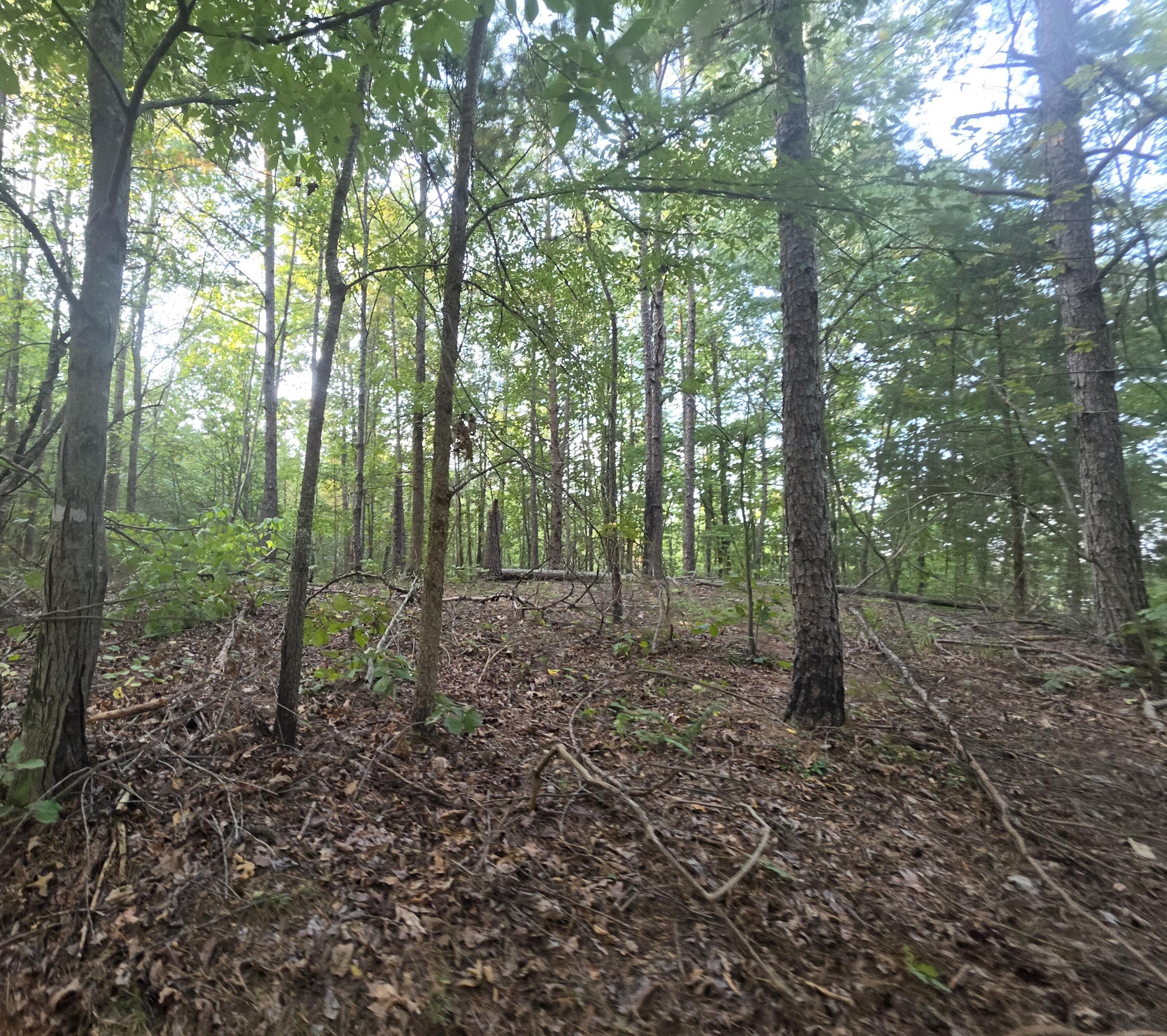 254 County Road Iuka, MS 38852 - Photo 3 of 11 Gallery Image 3