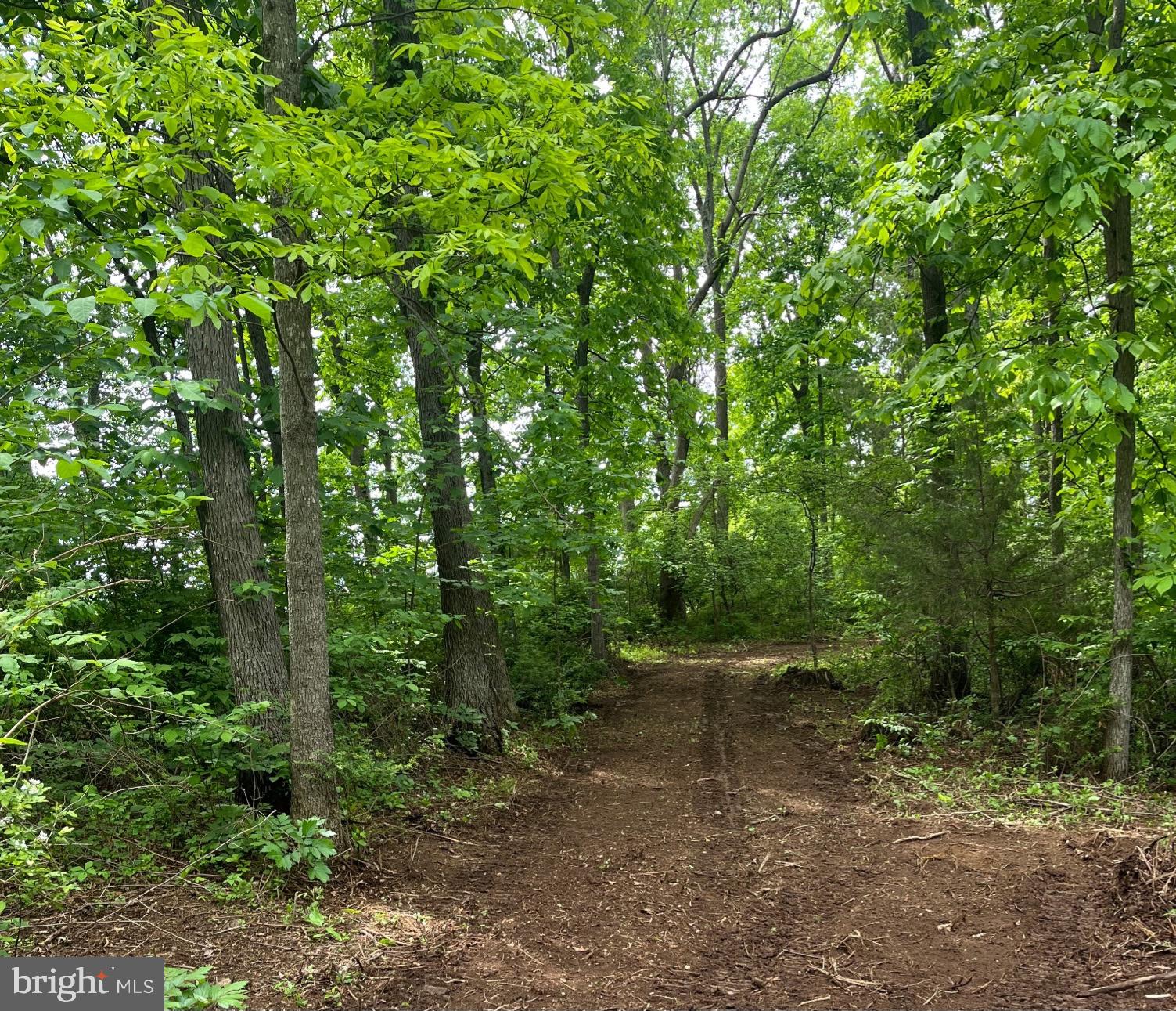 0 Chestnut Ridge Road Staunton, VA 24401 - Photo 6 of 8 a view of a forest with trees in the background