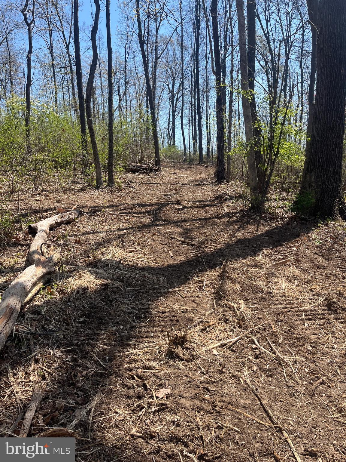 0 Chestnut Ridge Road Staunton, VA 24401 - Photo 7 of 8 a view of dirt yard with a large tree