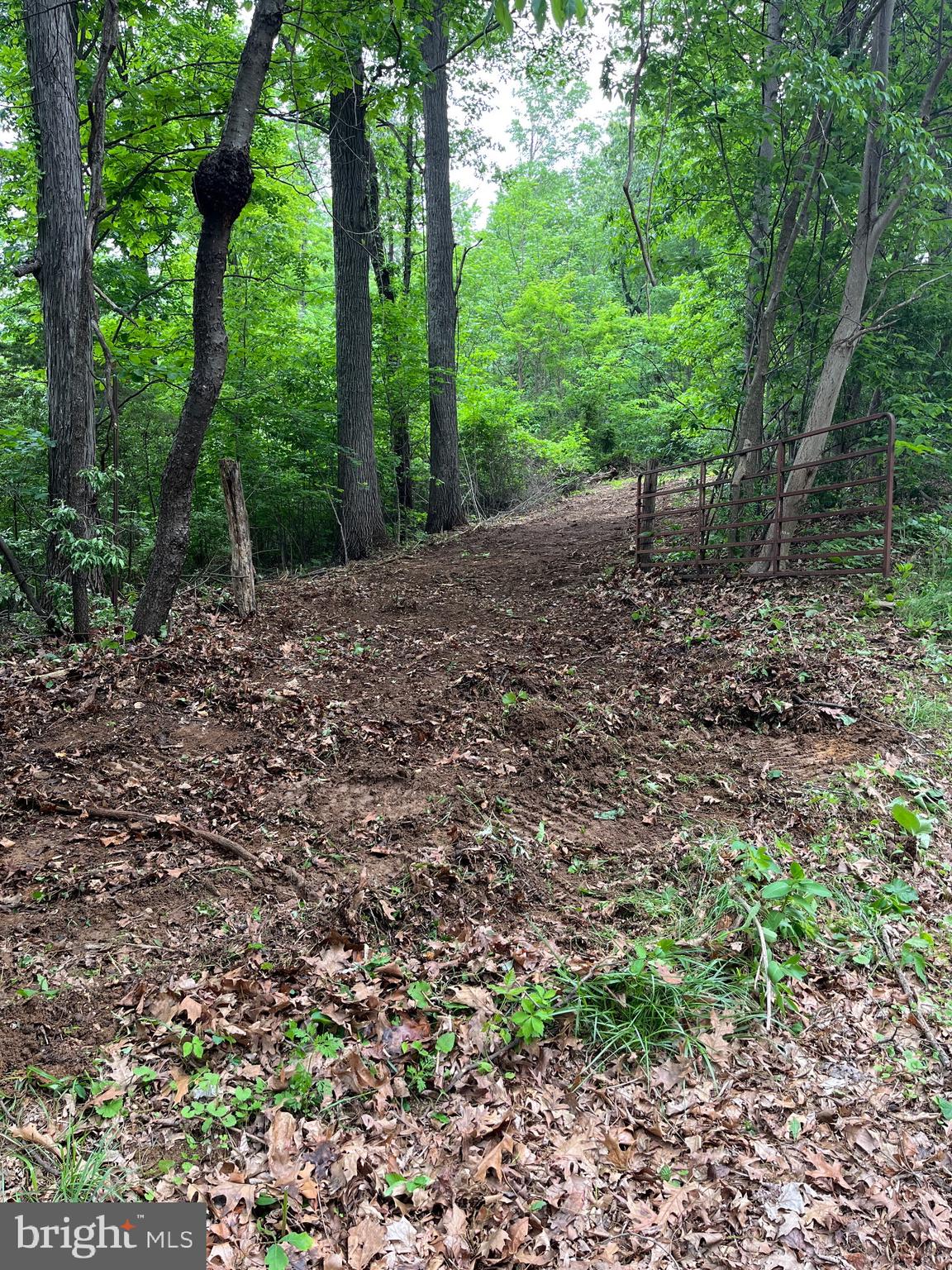 0 Chestnut Ridge Road Staunton, VA 24401 - Photo 8 of 8 a view of a forest with trees in the background