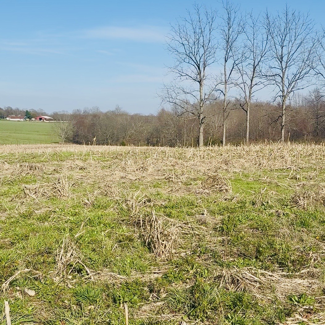 0 Cabbage Patch Road Altamont, TN 37301 - Photo 3 of 9 Gallery Image 3