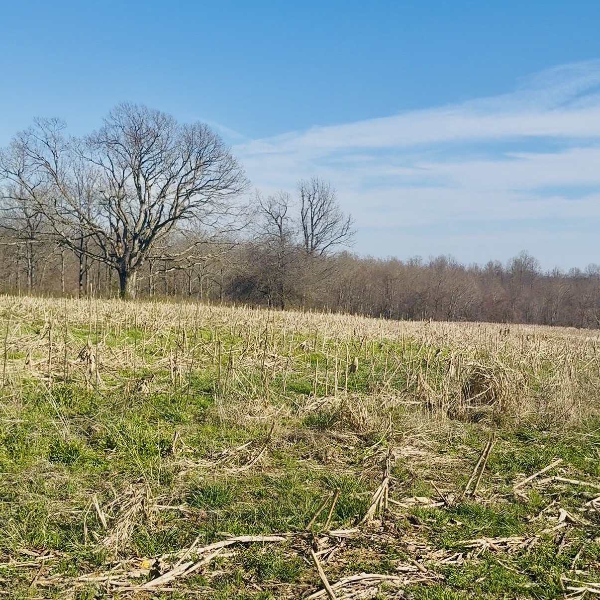 0 Cabbage Patch Road Altamont, TN 37301 - Photo 4 of 9 Gallery Image 4