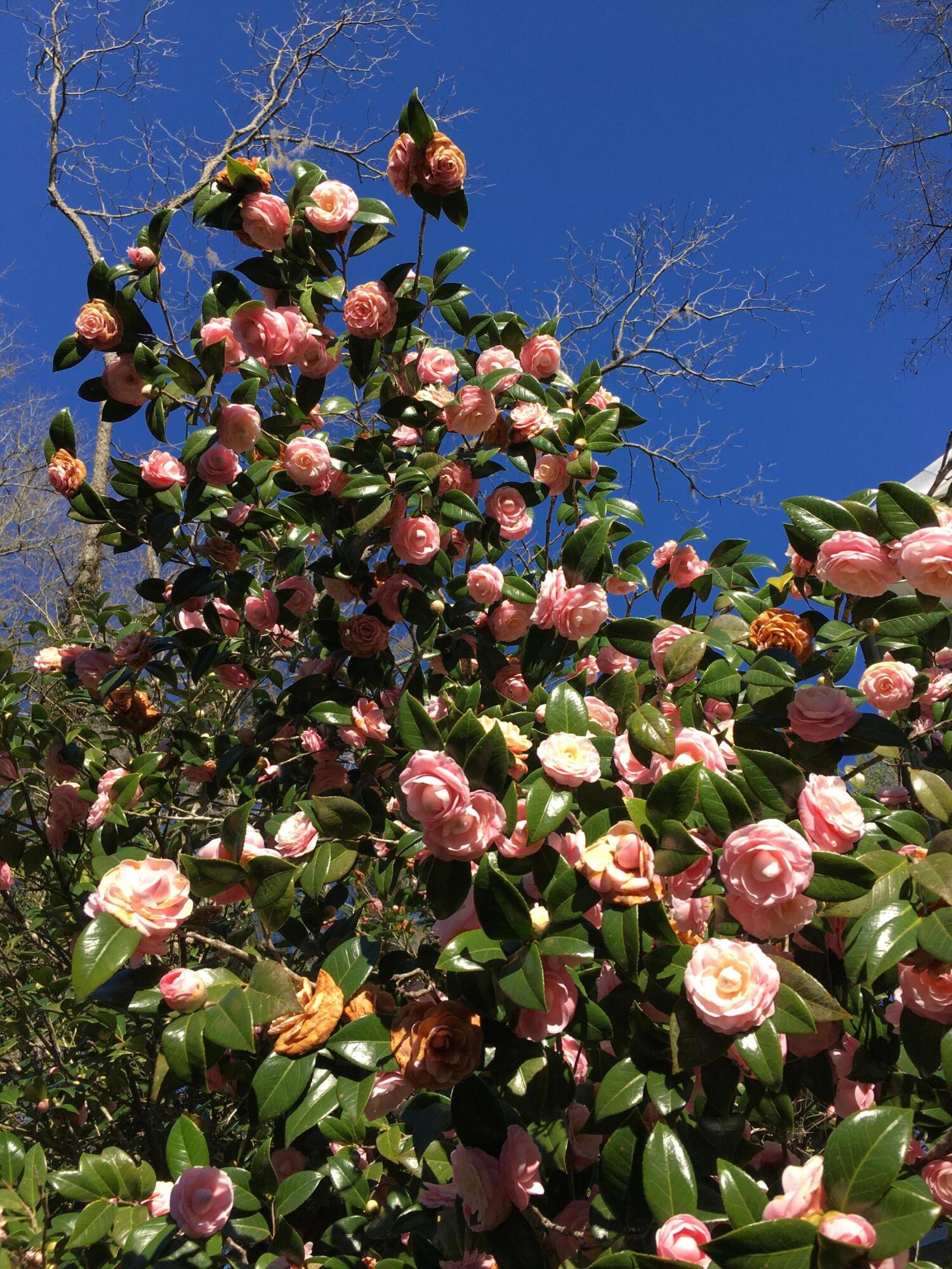 487 Hampton Street Walterboro, SC 29488 - Photo 46 of 49 IMG_1668