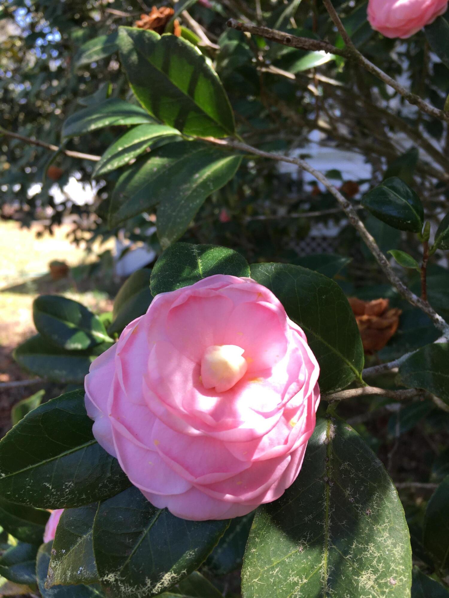 487 Hampton Street Walterboro, SC 29488 - Photo 47 of 49 IMG_1844