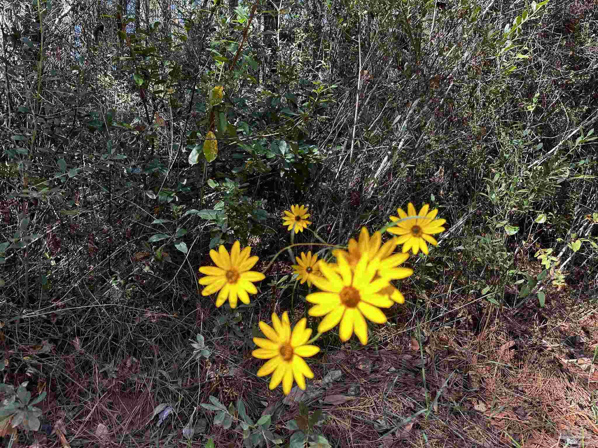 E2 Northeast Walther Road Milton, FL 32570 - Photo 7 of 8 Gallery Image 7