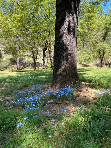 a view of a forest with trees