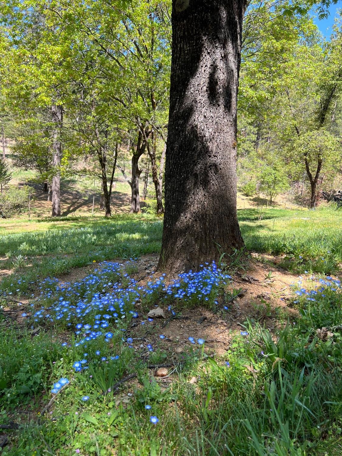 24275 Grand View Avenue Colfax, CA 95713 - Photo 20 of 29