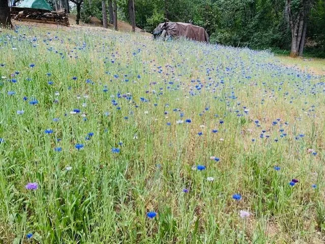 a view of a yard with yellow house